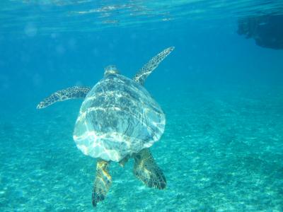 座間味でシュノーケル三昧　（Ｎｏ．3）