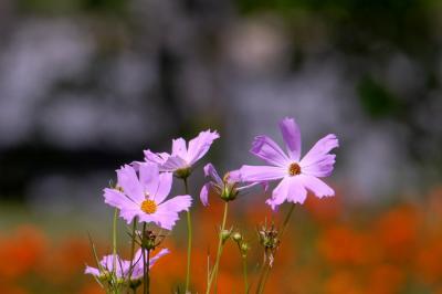 秋の花・コスモス求めて（1）東海編