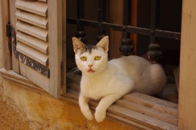 アクロポリスのネコ