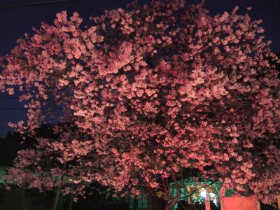 早春の河津桜夜桜見物とイチゴ狩り　
