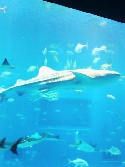 2010 FEB 沖縄本島の旅④海洋博公園　（上）美ら海水族館  