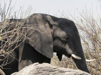 南アフリカ・ビクトリアの滝・チョベ国立公園周遊②