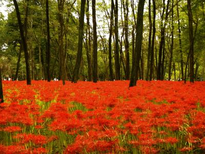 高麗の里・巾着田~曼珠沙華の頃~