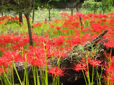 ご近所散策～日高市・巾着田～