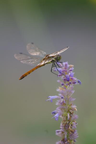 自然と友達になろう♪富良野&美瑛の旅(後篇)