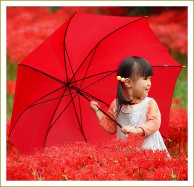 Solitary Journey［793］曼珠沙華の絨毯、真っ赤な彼岸花畑で出会ったかわいいお嬢さん♪＜吉舎町ヒガンバナ群生地＞広島県三次市
