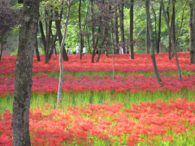 間に合いましたぁ!！　満開の曼珠沙華とコスモス　日高、巾着田 