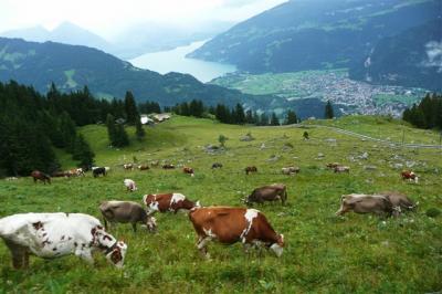 2010夏：スイス個人旅行の勧め「グリンデルワルト4泊の旅 4/4」