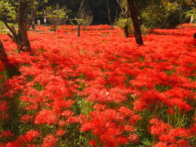 ２０１０　秋の真っ赤な絨毯～広島県・吉舎町のヒガンバナ～