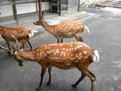 &#39;10夏　2年目の金華山へ