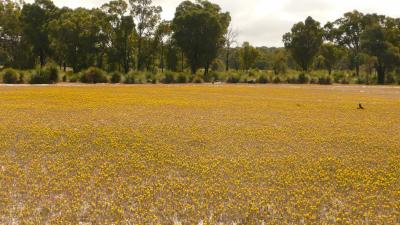 2010年 パース近郊 ワイルドフラワー&小さな春