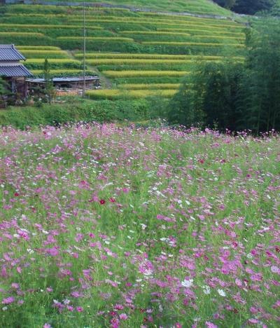 明日香村で会った花たち