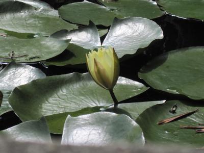 秋の花を楽しむ　千倉まち歩き