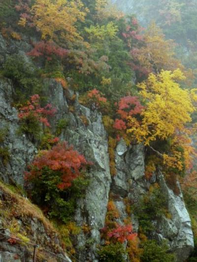 紅葉のアルペンルート！　でもずっと雨・・・