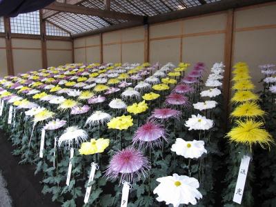 東京：秋の新宿御苑　菊花壇展（その４）　一文字菊・細管の種類