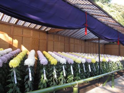 東京：秋の新宿御苑　菊花壇展（その４）　大菊厚物の種類