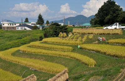 千早赤坂村　棚田の刈り入れ