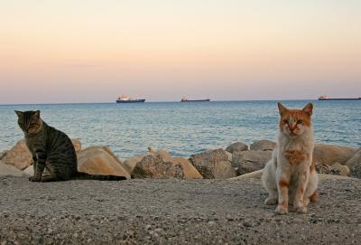 地中海猫探しの旅◎リマソール１日目CyprusＣＡＴＳの歓迎◎