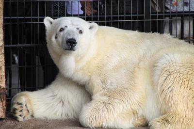 猛暑！　千歳基地航空祭２０１０ と 富良野・旭山動物園の旅　【2】