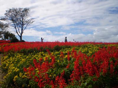 絶景！那須高原のお花畑とバイキングランチ