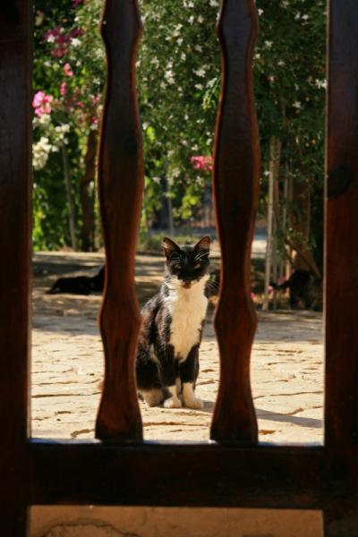 地中海猫探しの旅◎リマソール2日目　憧れの猫修道院◎