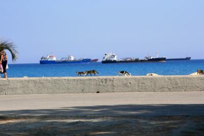 地中海猫探しの旅◎リマソール2日目つづき　遺跡とかやっぱり猫とか◎