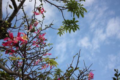 ○o。.JAL×イオン提携　沖縄　ホテル日航アリビラステイ３日間２００９.。o○