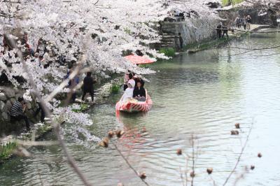 2010.4　滋賀県　桜探訪　～近江八幡・彦根～