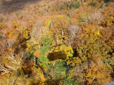 秋を見つけに「八甲田山プチ登山（？）」！