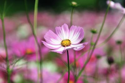 昭和公園のコスモス