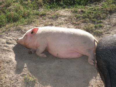 伊賀 もくもくﾌｧｰﾑ