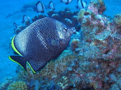 2010 OCT　小笠原　ボニンブルーの海三昧！その２