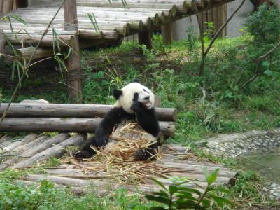 紅葉の九寨溝・黄龍　成都の旅２０１０年１０月(その３）