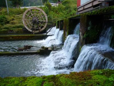 わらび苗(紀伊山地)1000本 ZEKKEI Japan 世界が知らない日本の絶景366日 購入特典ページ