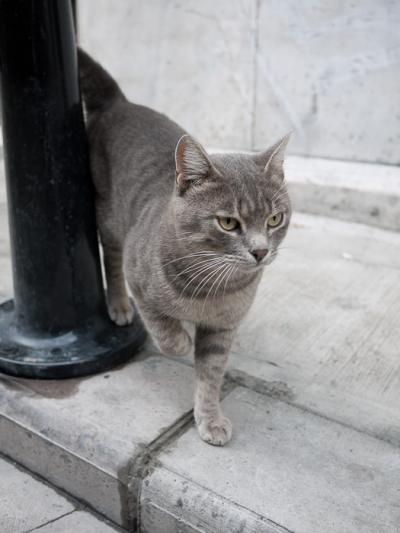 イスタンブールは猫の街３