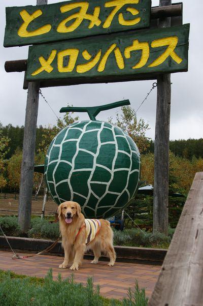 2010.10 犬との旅北海道ｐａｒｔ５　富良野～小樽