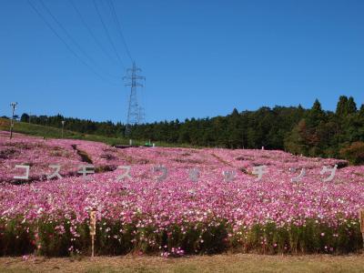 一面のコスモス畑　ＩＮ夢の平