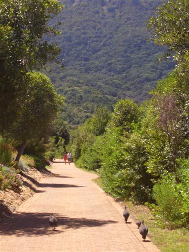 結婚１０周年記念の旅　～ステレンボッシュ～