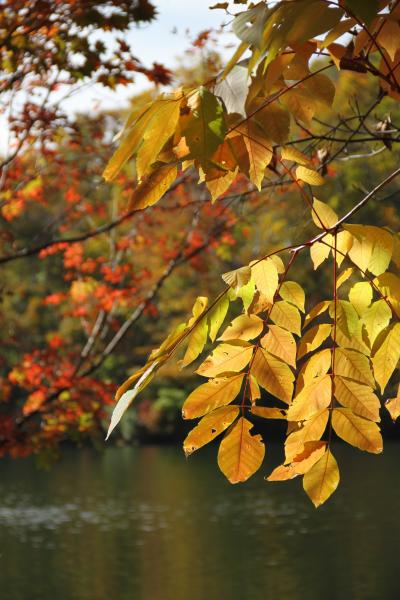 ２０１０ 紅葉 信州北部（雨飾山・鎌池）【その２】