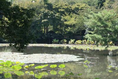 2010秋、石庭の龍安寺(3)：10月1日(3)：日本最古の侘助椿、梵鐘、仏座像、錦鯉、野鯉、ススキ、苔庭