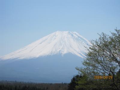 富士山麓の芝櫻