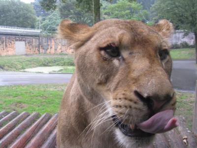 近いよ（動物の）顔が…東京でサファリパーク気分～多摩動物公園～