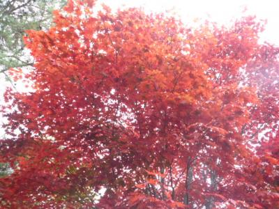 紅葉　もみじ狩り　八ヶ岳まで子連れドライブ♪でもちょっと早かった～