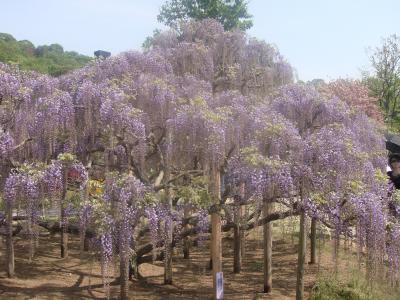 お座敷列車で行くあしかがフラワーパーク