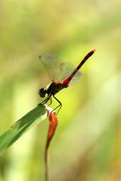 小さな旅●豊田市 矢並湿地のシラタマホシクサ・ミカワシオガマの花