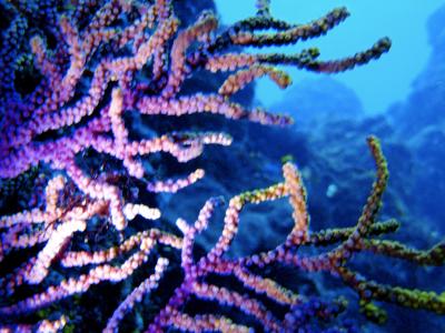 三宅島~グレーな空と青い海~