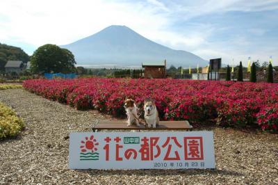 山中湖 花の都公園と赤富士ワインセラー＊フラワー＆ワイナリー巡り2010・秋（1）