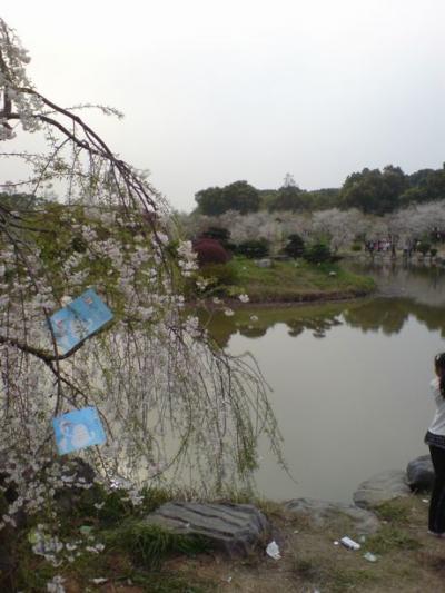 2010　武漢の桜祭り