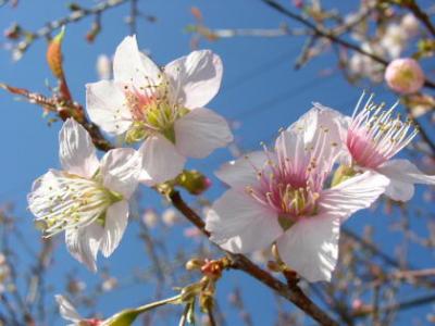 ヒマラヤ近辺の秋咲く桜を訪ねて 1　ネパールの桜