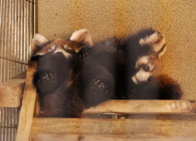 日本一小さな動物園で４頭の赤ちゃんレッサーパンダ公開　　鯖江西山動物園のほほん記